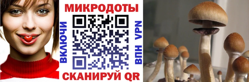 Псилоцибиновые грибы Psilocybe Энгельс